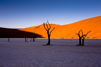 光秃秃的树木在沙漠蓝天白天
